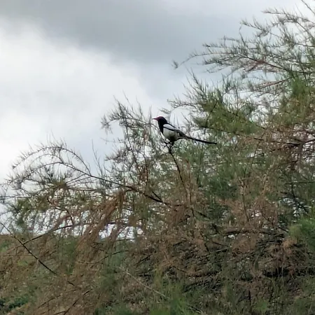 Au Jardin Des Pies Woustviller