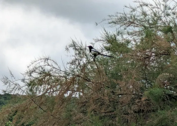 Au Jardin Des Pies Woustviller